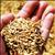 Quality Assurance Practices in Flour Milling