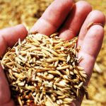 FGIS Grain Inspection Orientation