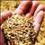 Grain Receiving, Cleaning and Conditioning