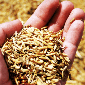 FGIS Grain Inspection Orientation