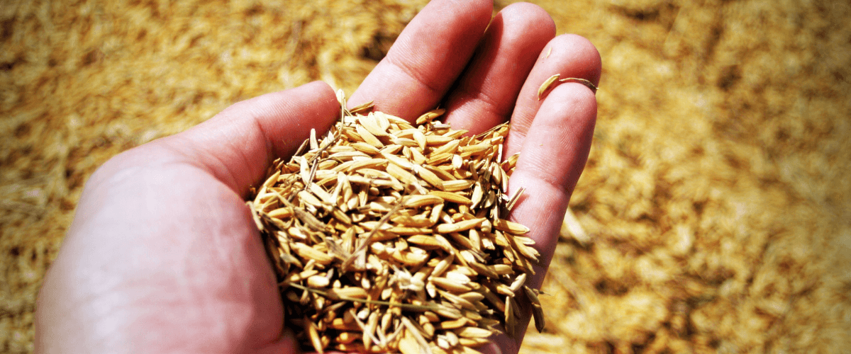 Grain Receiving, Cleaning and Conditioning