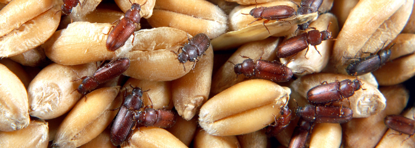 Management of Pests in Stored Grain