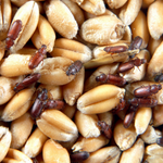 Management of Pests in Stored Grain